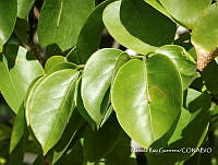 MRG-2017-1542 Crateva tapia (MEGA-22nov17-e).JPG