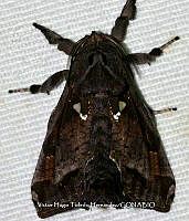 VHTH037 Lepidoptera.JPG