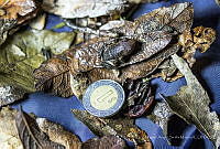 MASM08189 Eleutherodactylus sp.jpg