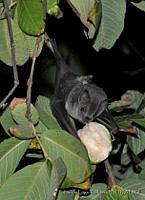 ELC0091 Artibeus jamaicensis.jpg