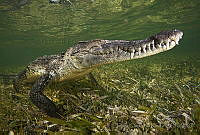 CCK0355 Crocodylus acutus.jpg