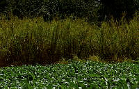 FBA0837 Zea mays.jpg