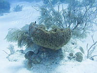 NE018 0237 Geodia neptuni.jpg