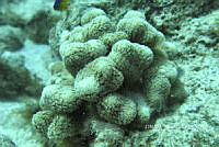 NE018 0777 Porites.jpg