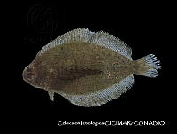 CICIMAR0559 Xystreurys liolepis.jpg