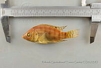 RQTG1205 Oreochromis sp..jpg