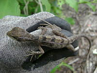 FAR002 Basiliscus vittatus.jpg