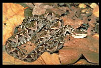 GC0011 Bothrops asper.jpg