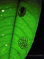 ASR02 Hyalinobatrachium fleischmanni.jpg