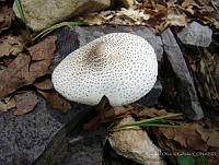 OOG0224 Agaricus sp..jpg