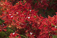 CGL3996 Delonix regia.jpg