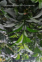 SG019 0424 Cestrum nocturnum.jpg