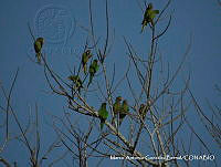 MAGB 0029 Eupsittula canicularis.JPG