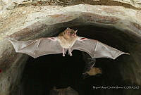 MASM07891 Glossophaga soricina.jpg