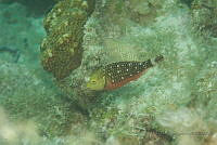 IDG1531 Sparisoma viride.jpg