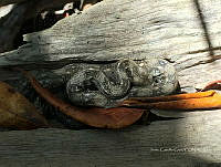 LM019 2 0248 Boa sp. en manglares de Marismas Nacionales.jpg