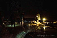 MEP02 Limulus polyphemus.jpg