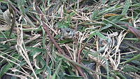 NBC01 Scaphiopus couchii.jpg