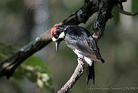 CNS0593 Melanerpes formicivorus.jpg