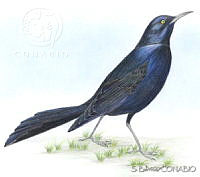 HR0057 Quiscalus mexicanus.jpg