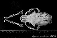 AAGC0073 Lynx rufus.jpg