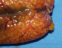 LEAdA060 Pterygoplichthys pardalis.jpg