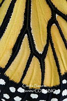 MN6PG0345 Monarca.jpg