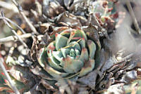 SL0694 Echeveria subalpina.jpg