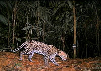 ILT0029 Leopardus pardalis.jpg