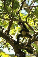 EGP0010 Ateles geoffroyi.jpg