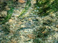 CGL4779 Oncorhynchus mykiss.jpg