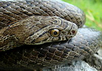 EGP0310 Pantherophis emoryi.jpg