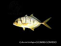 CICIMAR0214 Gnathanodon speciosus.jpg