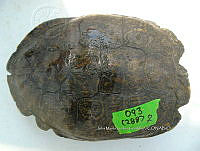 NE017 435 Trachemys venusta.jpg