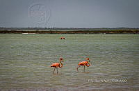 FBA0939 Phoenicopterus ruber.jpg