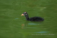 PRB0245 Gallinula galeata.jpg