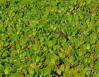 TE001 0176 Hábitat Caiman crocodilus.jpg