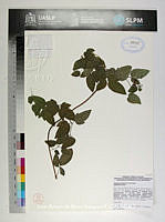 JAdNV0272 Clematis pitcheri.JPG