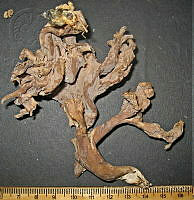 RGO0226 Clavulina sp..JPG