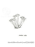 MARL0067 Armillaria mellea.jpg