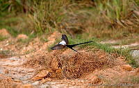 MGaves 2769 Tyrannus savana.jpg