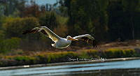 SM0455 Pelecanus erythrorhynchos.jpg