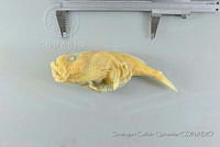 SGQ2544 Chaunax suttkusi.jpg