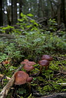 IMDOC0315 Fungi.jpg