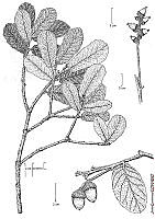 JC0015 Quercus rugosa.tif