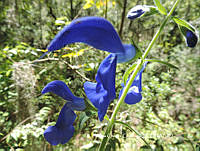 PCC003 Salvia patens.JPG