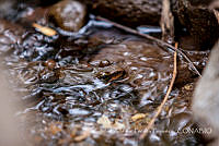 ZAPF0316 Lithobates sp..jpg