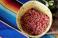 3R00701 Aegiale hesperiasis.jpg