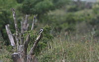 MGaves 2772 Tyrannus savana.jpg