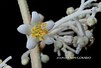 ME010 JA 00646 Saurauia.JPG